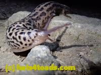/home//u458753944/public_html/sourcegallery////Insects and small critters/slugs snails leaches (Gastropoda and Annelida)/P8031016.JPG